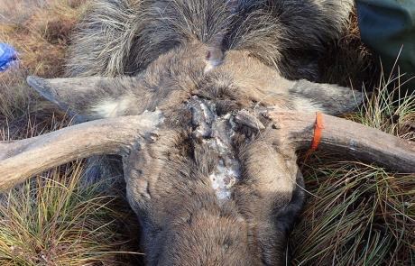 Alaska Yukon Moose Hunting