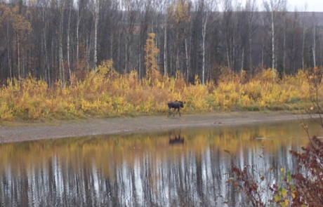 Alaska Bull Moose Camp