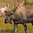 Alaska Moose