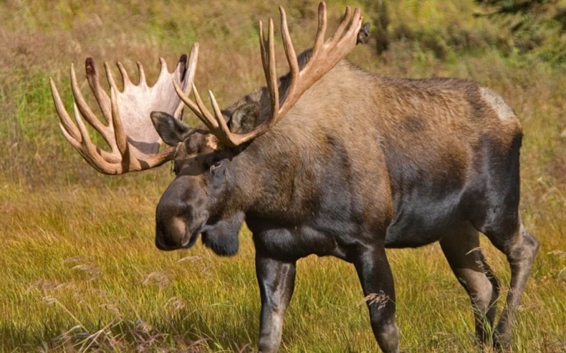 Trophy Moose Information - Clearwater Alaska Outfitters