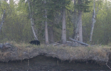 Spring-Black-Bear-Hunting