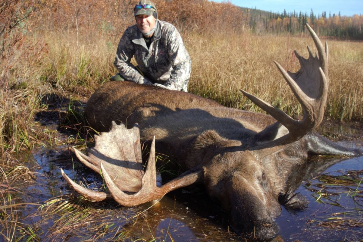 Trophy Bull Moose Hunting Clearwater Alaska Outfitters