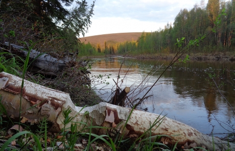 2019 Clear water alaska bear hunting