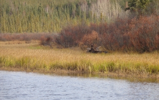 Moose Hunting Alaska