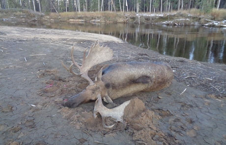 Clearwater Alaska Outfitters 2021 Moose Hunting