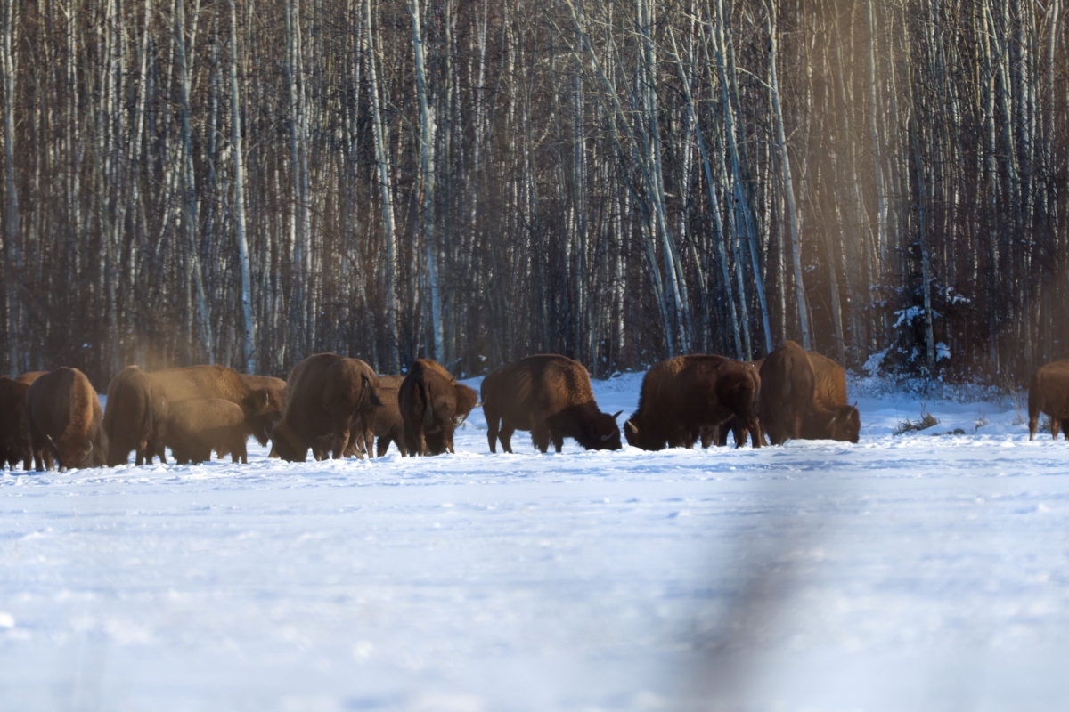 Bison Hunting Clearwater Alaska Outfitters