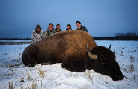 Delta Bison Hunting
