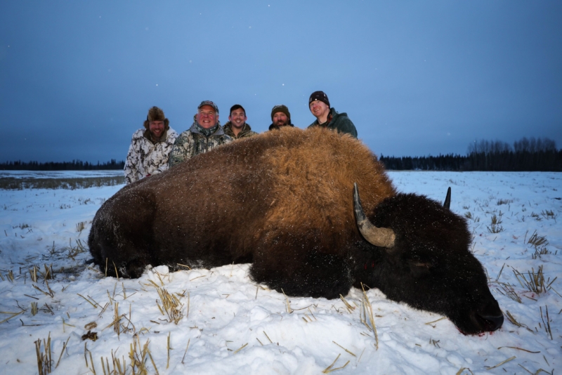 Bison Hunting Clearwater Alaska Outfitters