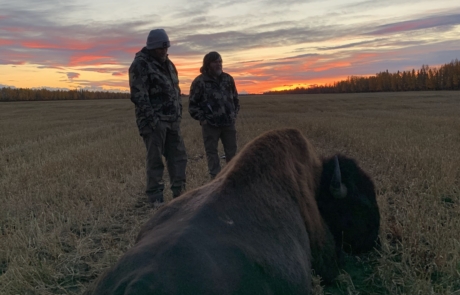 Bison Hunting in Alaska