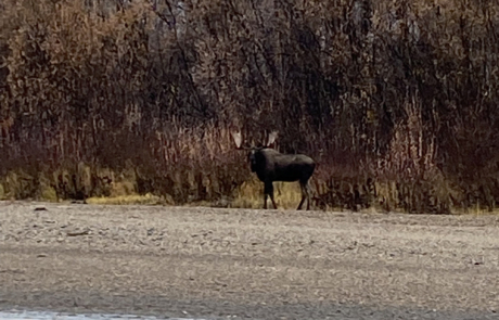 Moose Hunting Clearwater Alaska