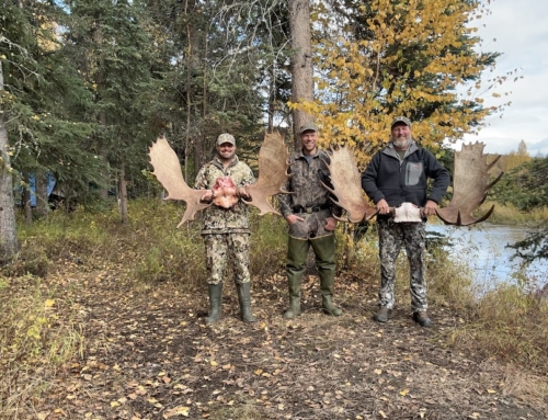 Moose hunting in Alaska with a registered guide